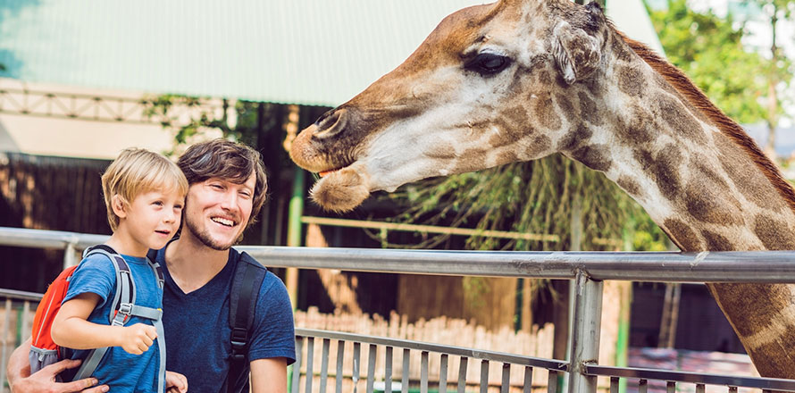 Vater füttert mit seinem Sohn eine Giraffe